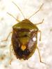 Ascra bifida